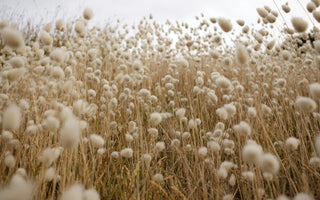 Close-up of an organic cotton field showcasing sustainable and eco-friendly cotton used for making organic cotton T-shirts, sweatshirts, and other clothing.