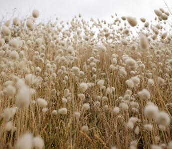 Close-up of an organic cotton field showcasing sustainable and eco-friendly cotton used for making organic cotton T-shirts, sweatshirts, and other clothing.