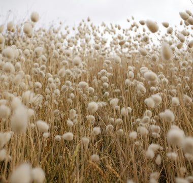 Close-up of an organic cotton field showcasing sustainable and eco-friendly cotton used for making organic cotton T-shirts, sweatshirts, and other clothing.